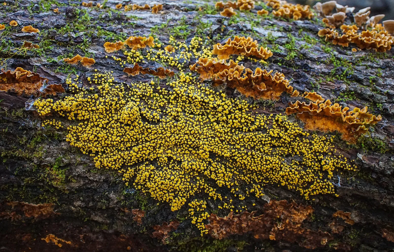 A yellow slime mould spreading over a surface in a network of branching veins.